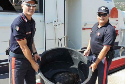 I Carabinieri durante il recupero della tartaruga