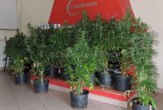 La marijuama sequestrata ad Arzana
