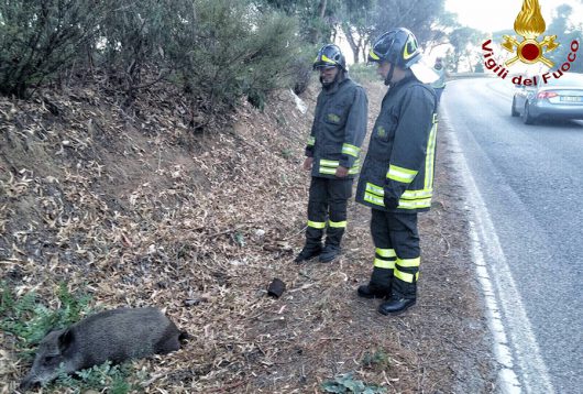 Il cinghiale subito dopo l'incidente