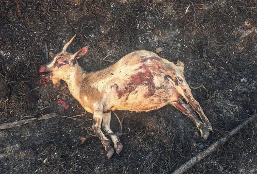 Strage di animali nelle campagne del Montiferru