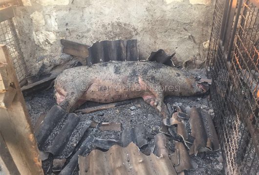 Strage di animali nelle campagne del Montiferru