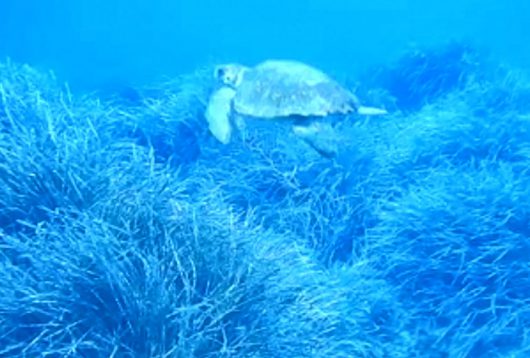 L'esemplare di Caretta caretta salvato nelle acque di Orosei