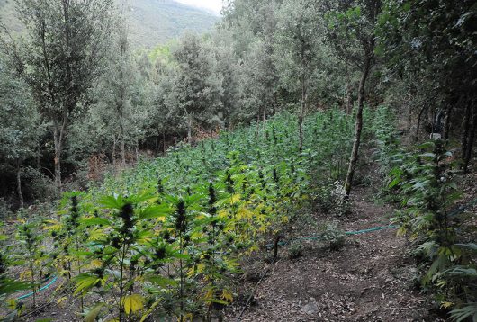 la piantagione di marijuana sequestrata a Desulo