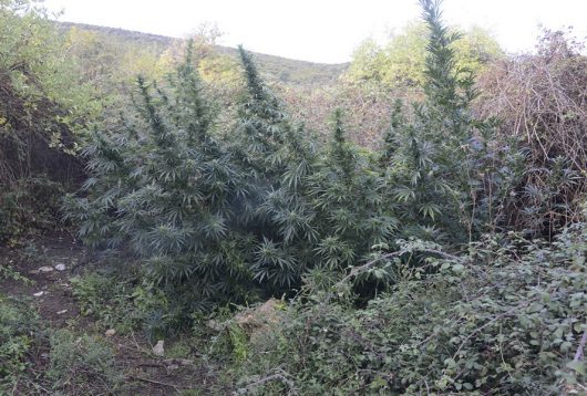 La piantagione di marijuana 