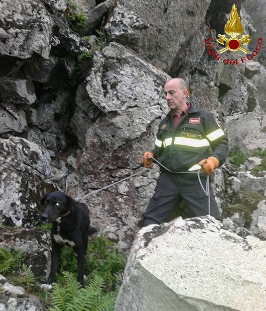 Attriviu, il cane messo in salvo dai Vigili del fuoco