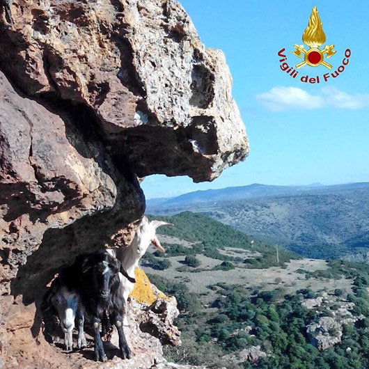 Alcune delle capre in difficoltà tra Bosa e Montresta