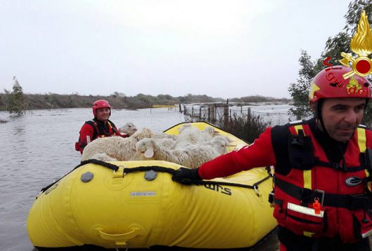 I Vigili del fuoco salvano il bestiame dagli allagamenti