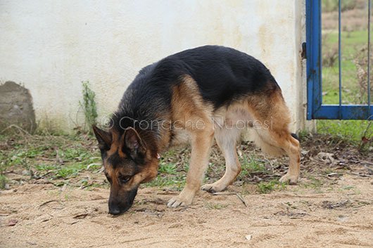 Cane antidroga della Guardia di Finanza impegnato nella ricerca di stupefacenti