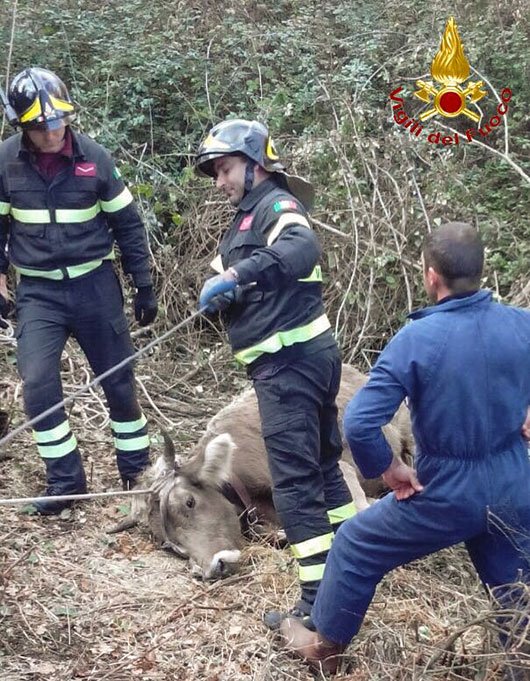 Vigili del fuoco soccorrono la mucca