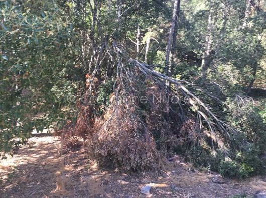 Sterpaglie e rami secchi sull'Ortobene