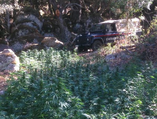 Nuoro, uno scorcio della maxi piantagione di marijuana sequestrata dai Carabinieri
