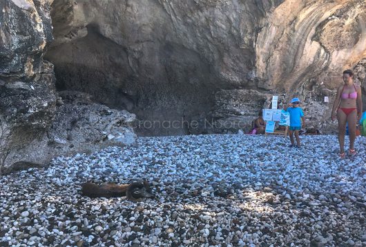 Il muflone morto a Cala Sisine (© foto Cronache Nuoresi)