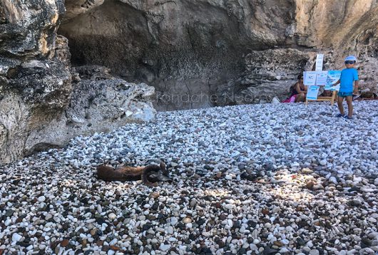 Il muflone morto a Cala Sisine (© foto Cronache Nuoresi)