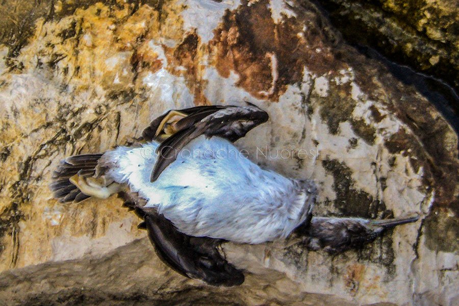 Siniscola. Un cormorano morto alla Caletta