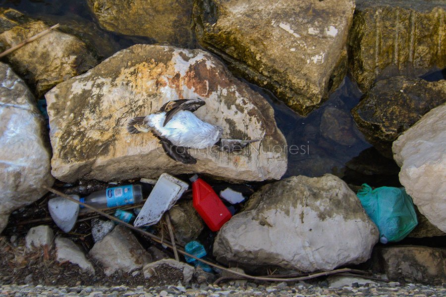 Siniscola. rifiuti alla Caletta