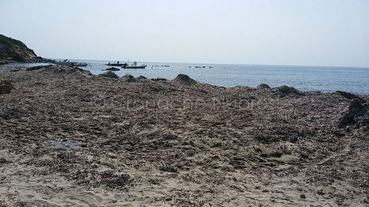 Dog Beach a Tertenia