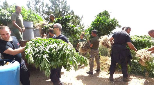 La piantagione di Marijuana rinvenuta a Tonara 