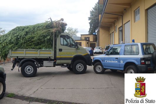 Le piante di marijuana dopo l'eradicazione