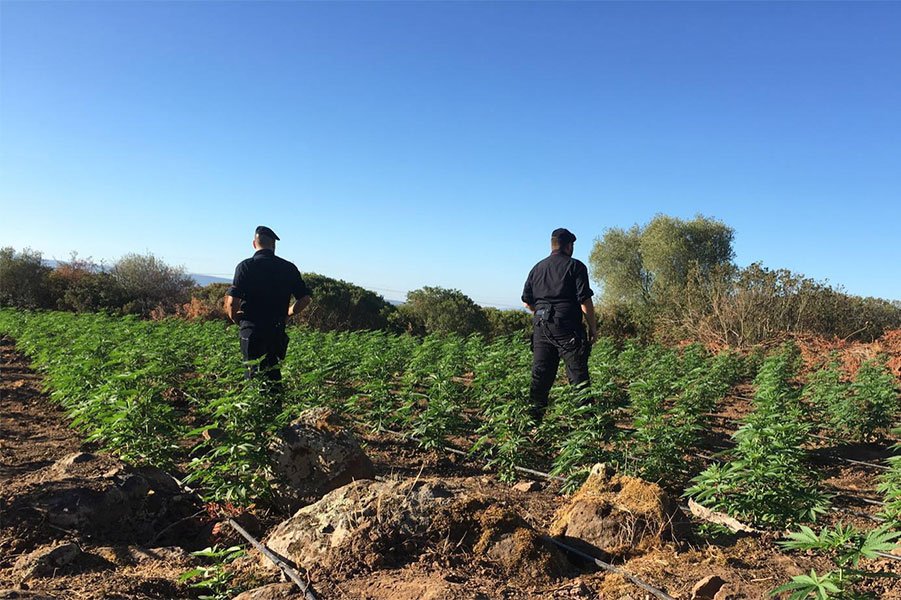 La piantagione di marijuana trovata a 300 metri dal cadavere del giovane