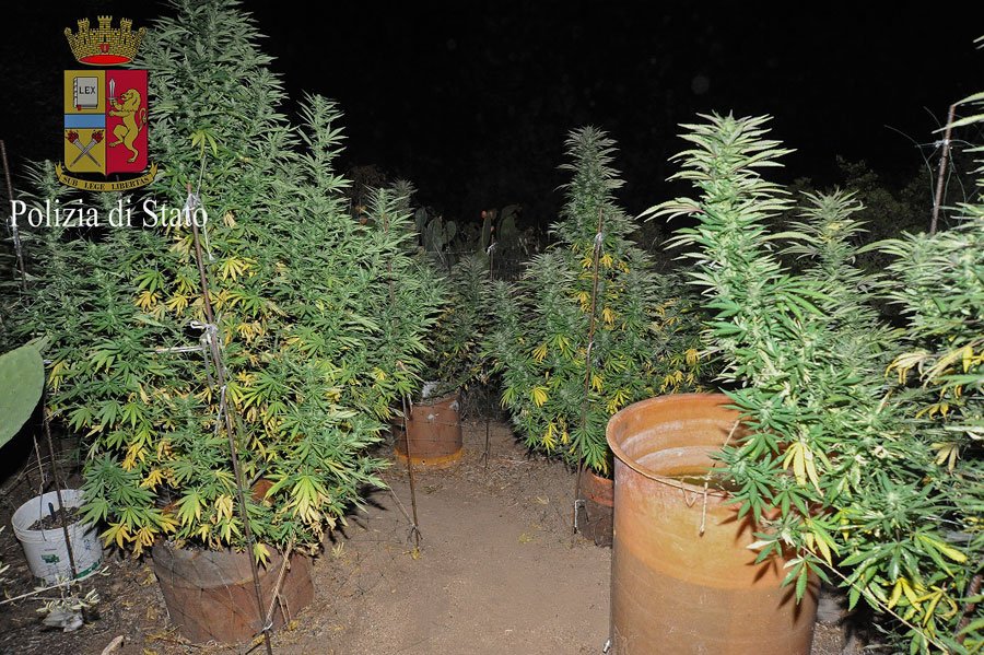 Un parte della piantagione di marijuana sequestrata a Orgosolo dalla Polizia
