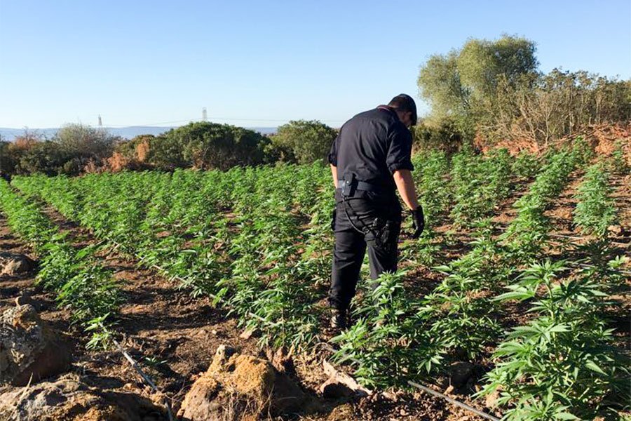 Un particolare della piantagione di Marijuana