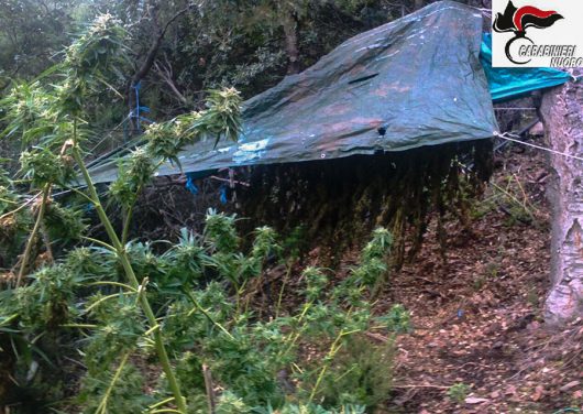 Alcune delle 650 piante di marijuana sequestrate a Talana