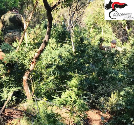 Alcune delle 650 piante di marijuana sequestrate a Talana