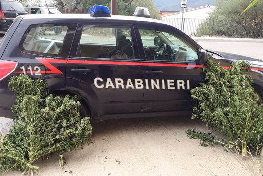 nelle adiacenze del terreno ove erano state messe a dimora