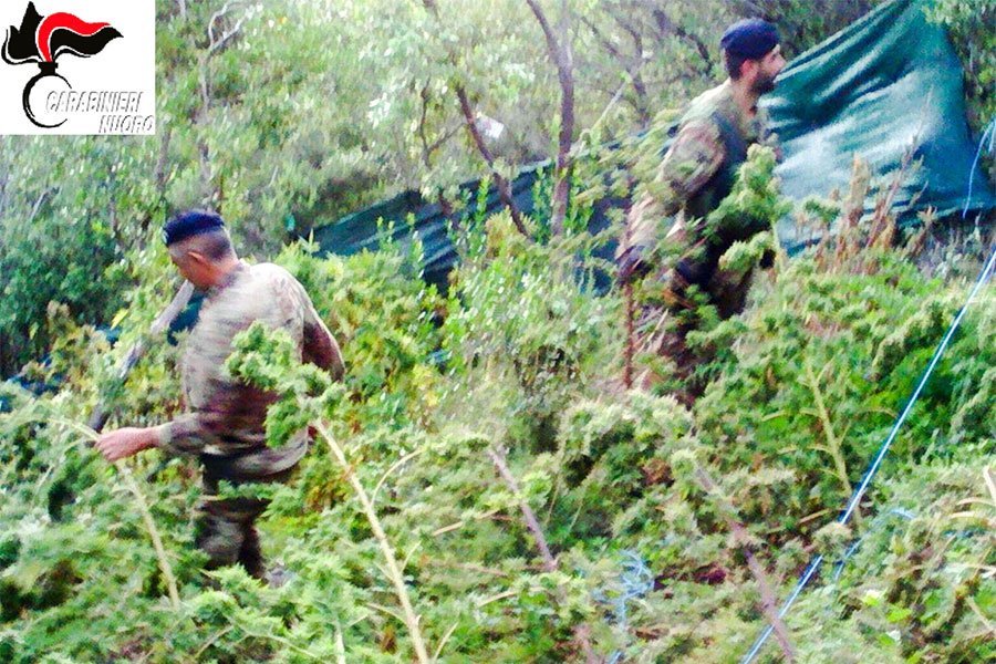 Il sequestro della marijuana 