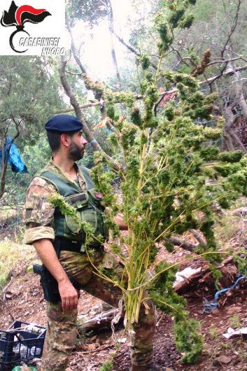 Il sequestro della marijuana 