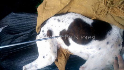 Nuoro. Freccia, il cane trafitto da una fiocina (© foto Cronache Nuorese)
