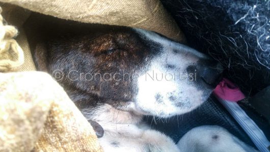 Nuoro. Freccia, il cane trafitto da una fiocina (© foto Cronache Nuorese)