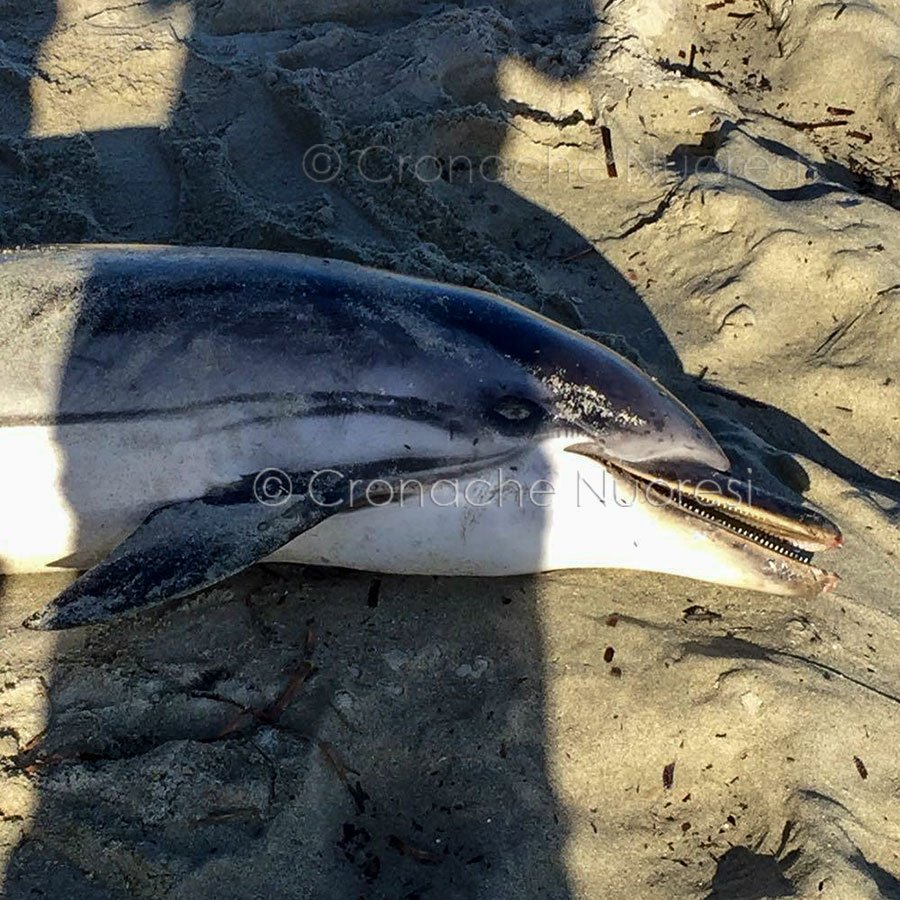 La Caletta. Il delfino morto (© foto Cronache Nuoresi)