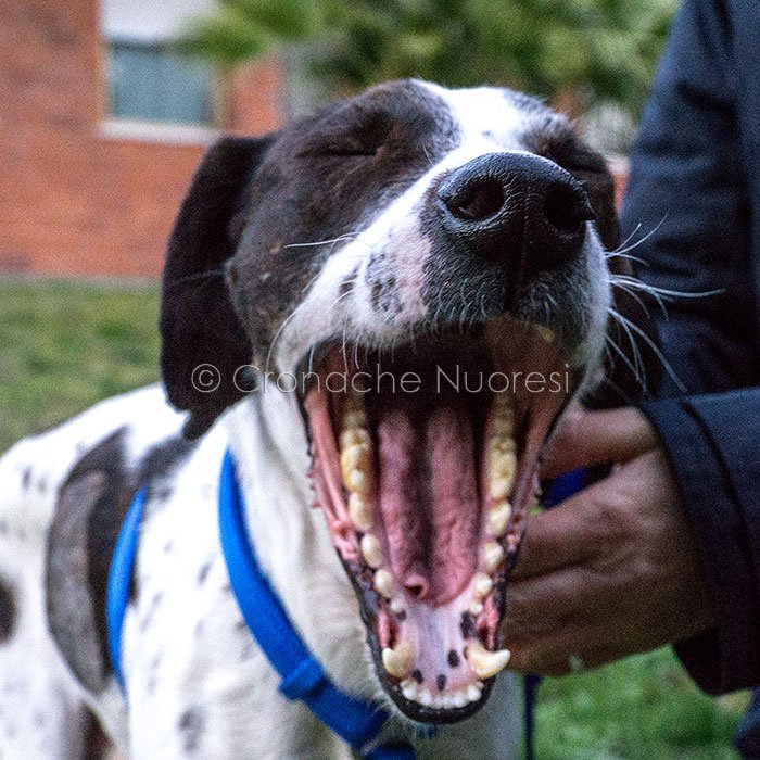 Uno sbadiglio del cane