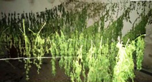 ALcune piante di marijuana poste a essiccare