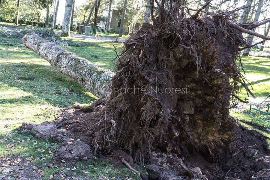 Monte Ortobene, uno degli alberi sradicati dal vento (foto S.Novellu)