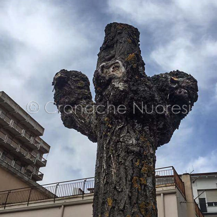 Nuoro, uno degli alberi capitozzati (© Cronache Nuoresi)