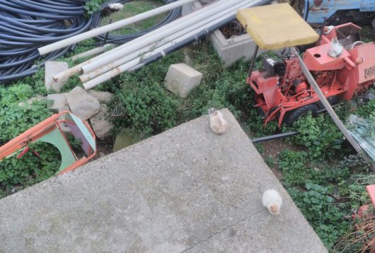 La colonia felina di via Verdi 