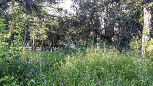 Nuoro, prato incolto al parco del monte Ortobene (foto S.Novellu)