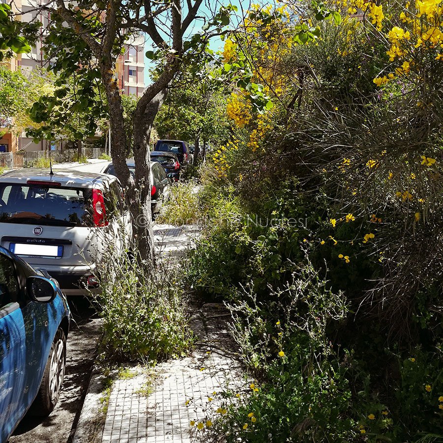 Nuoro, marciapiedi invasi dalle erbacce (foto Cronache Nuoresi)
