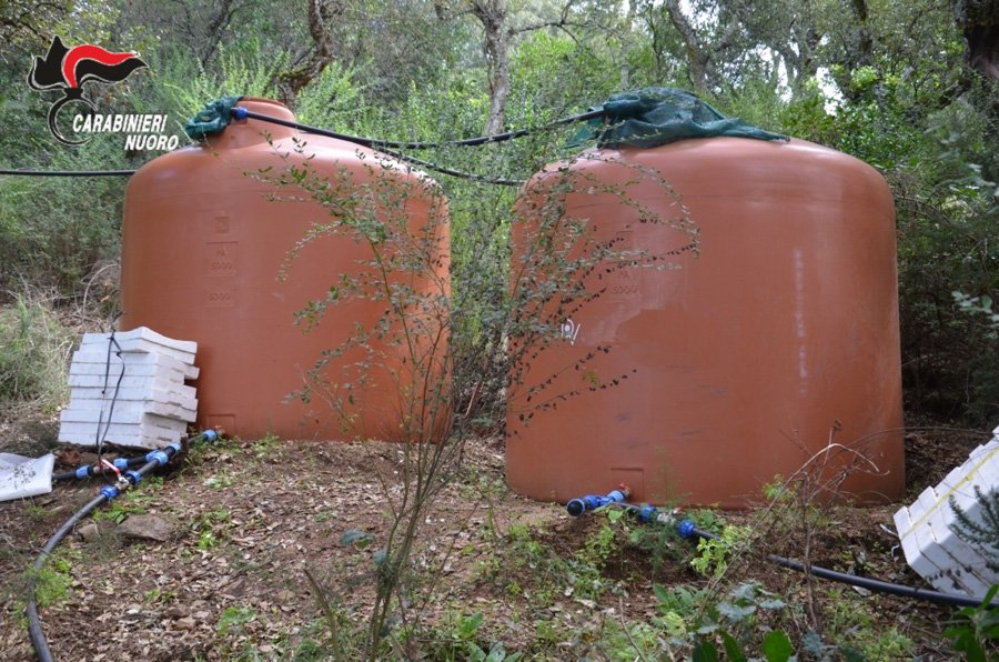 La piantagione di marijuana sequestrata a Ortueri