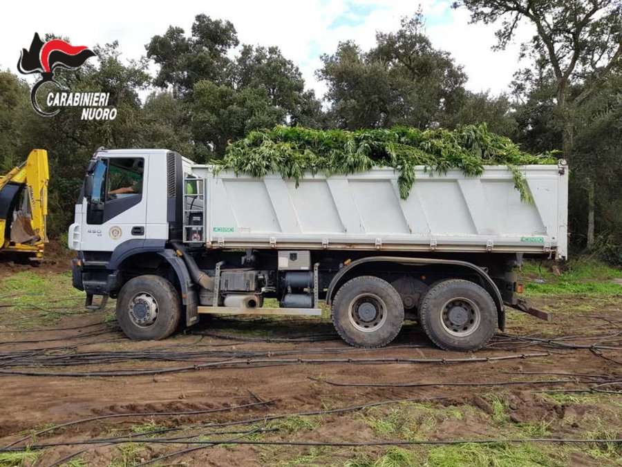 La piantagione di marijuana sequestrata a Ortueri