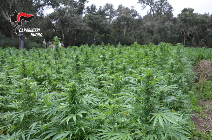 La piantagione di marijuana sequestrata a Ortueri