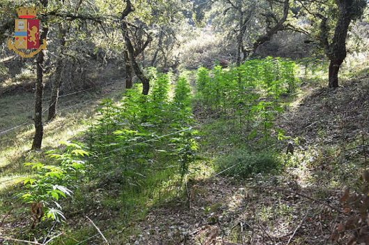 La piantagione di marijuana sequestrata a Sarule