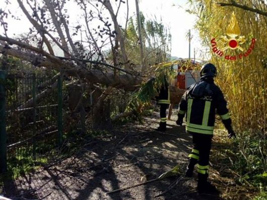 I VVFF rimuovono l'albero spezzato
