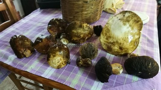 Una parte dei funghi raccolti a Sarule