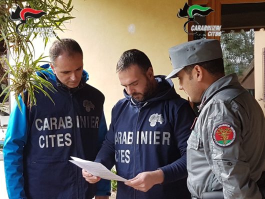 Carabinieri vagliano i documenti dell'ocelot