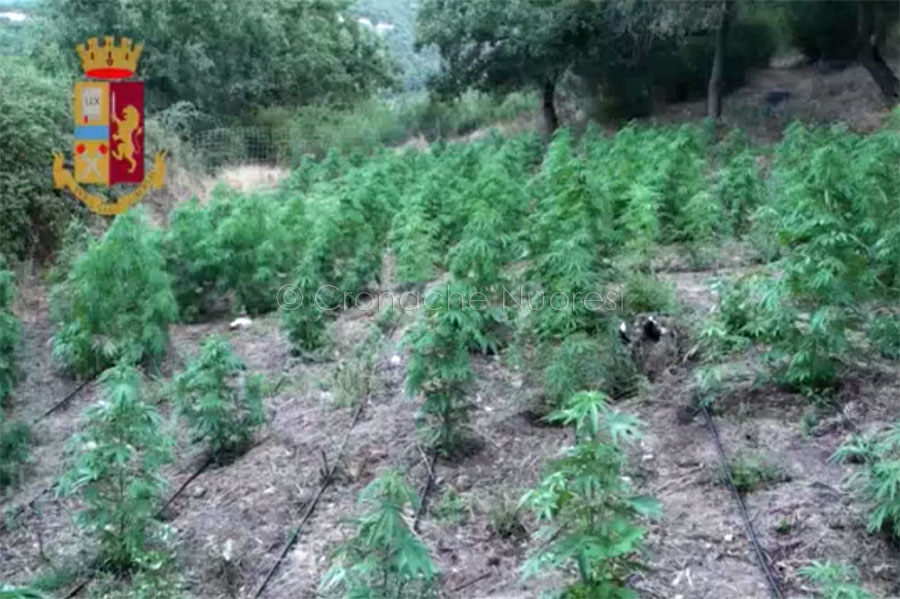 Orgosolo. Maxi piantagione di marijuana sequestrata dalla Polizia