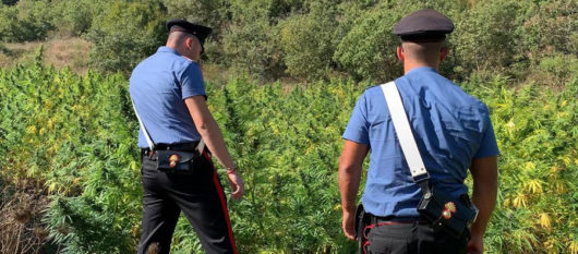 Carabinieri all'interno della piantagione di marijuana a Orani