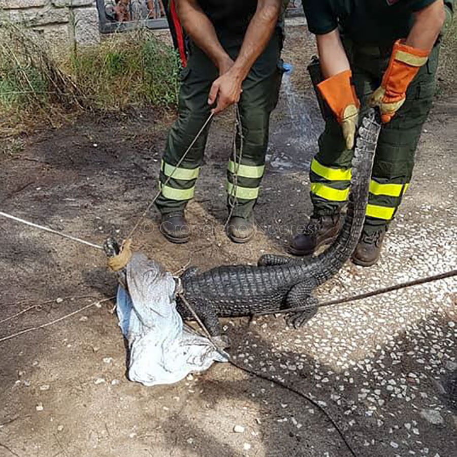 Il coccodrillo Jack dopo il ritrovamento a Cala Liberotto